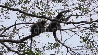 树枝上坐着一只黝黑的猴子